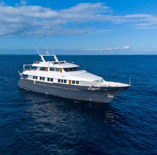 Galapagos Angel