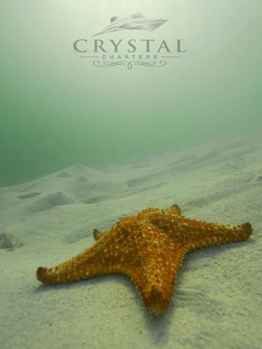 crystalcharters