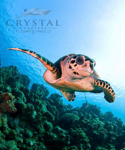 crystalcharters