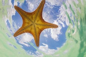 Starfish Point in Cayman Island