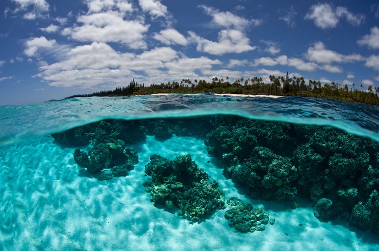 coral reef in New Caledonia