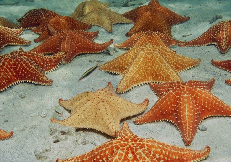 Starfish Point - Grand Cayman Boat Charters